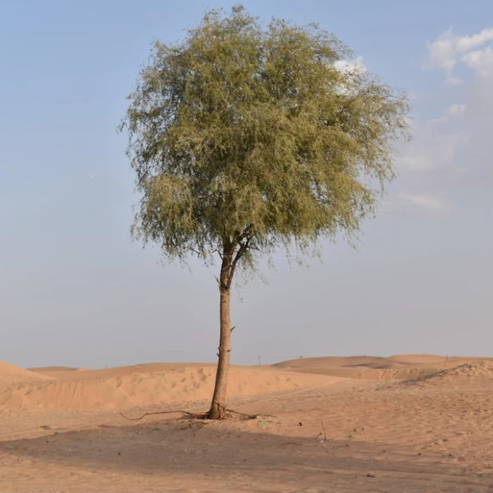 The Ultimate Guide: Top 10 Must-Buy Souvenirs from the Middle East