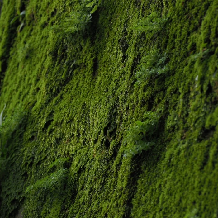 Uncork the World: Your Ultimate Guide to the Best Global Vineyards for Wine Lovers