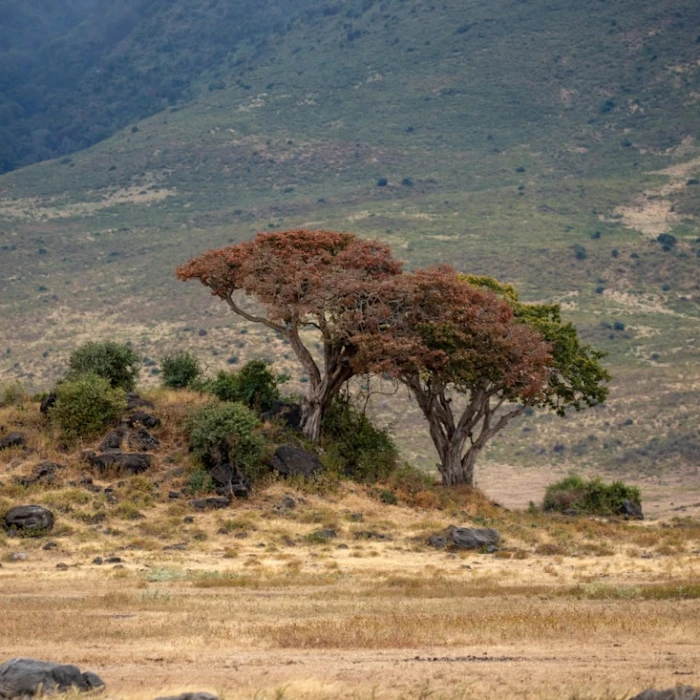 Discover Tanzania's Vibrant Coffee Scene: A Local's Guide