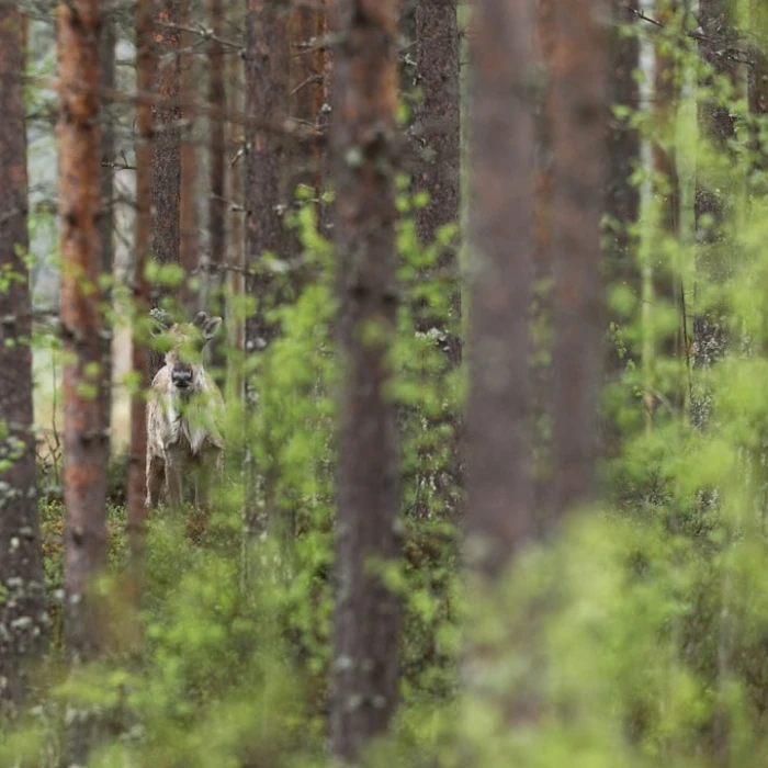 The Most Beautiful Waterfalls in Finland You Need to Visit