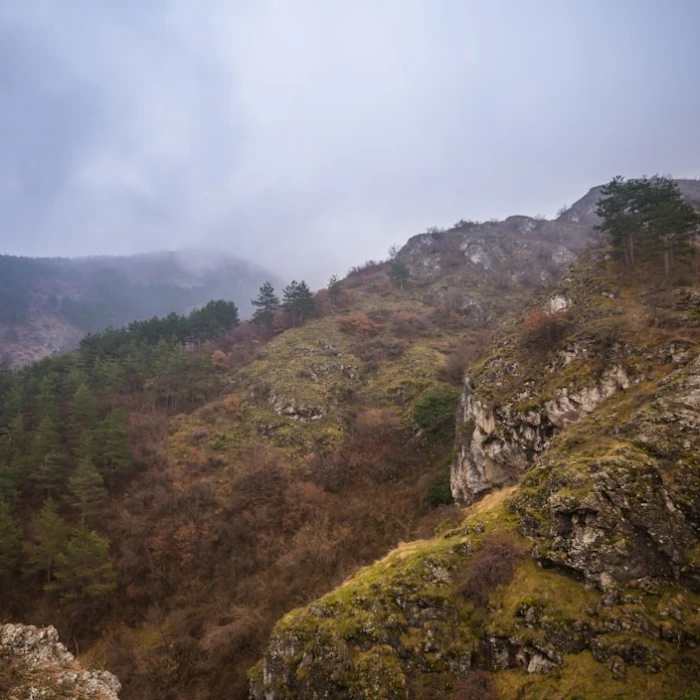The Best Places for a Forest Bathing Experience in Bulgaria: Discover Shinrin-Yoku Retreats