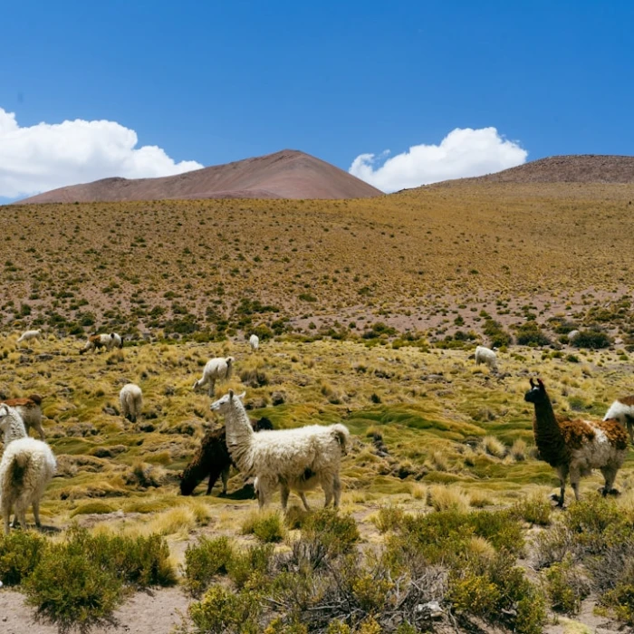 How to Find the Best Local Spa Treatments in Bolivia