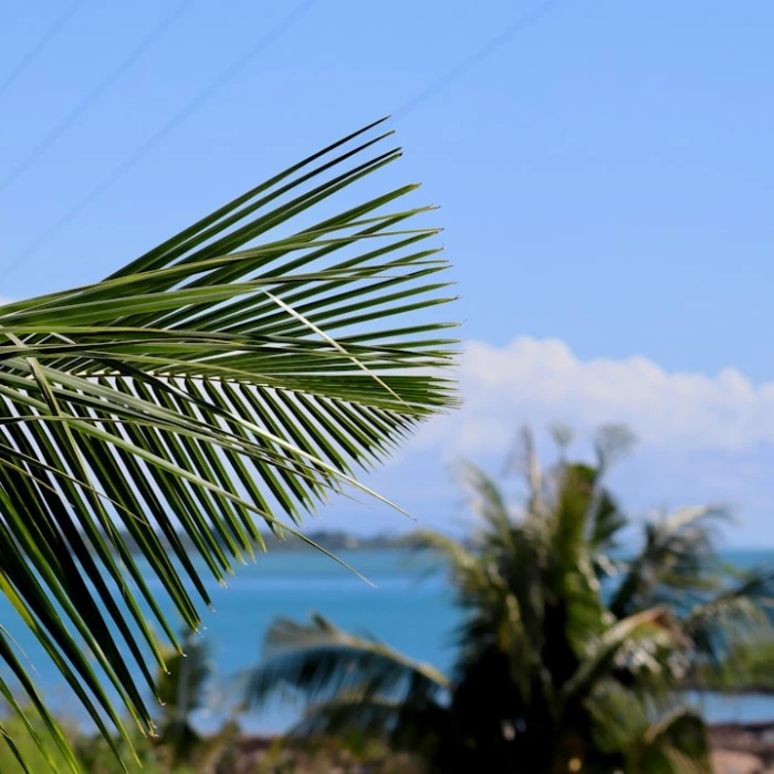 Discover Samoa's Vibrant Blooms: A Guide to the Best Local Flower Markets