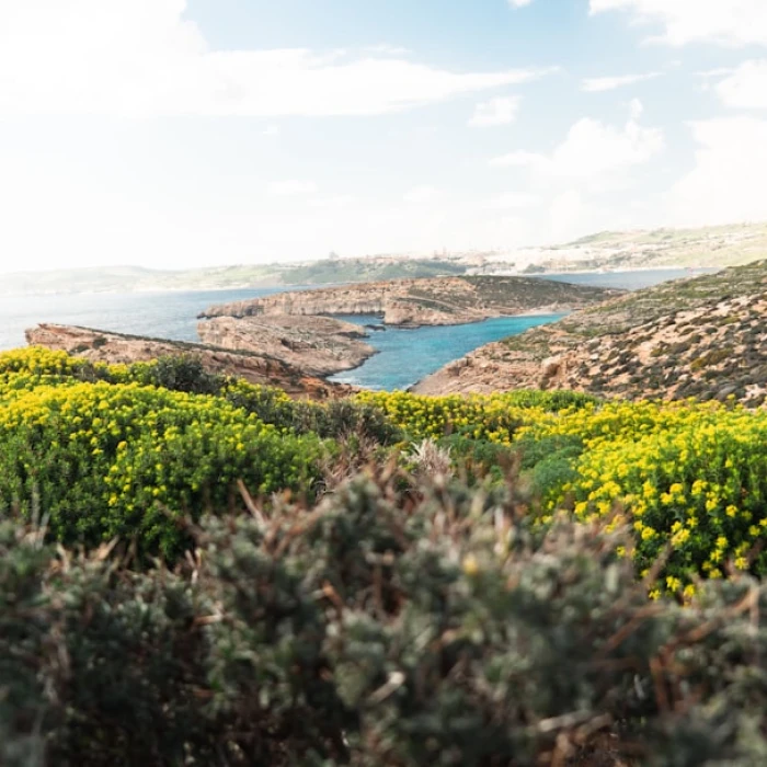 Unlock Malta's Flavors: Your Guide to the Best Local Spice Markets & Authentic Herbs