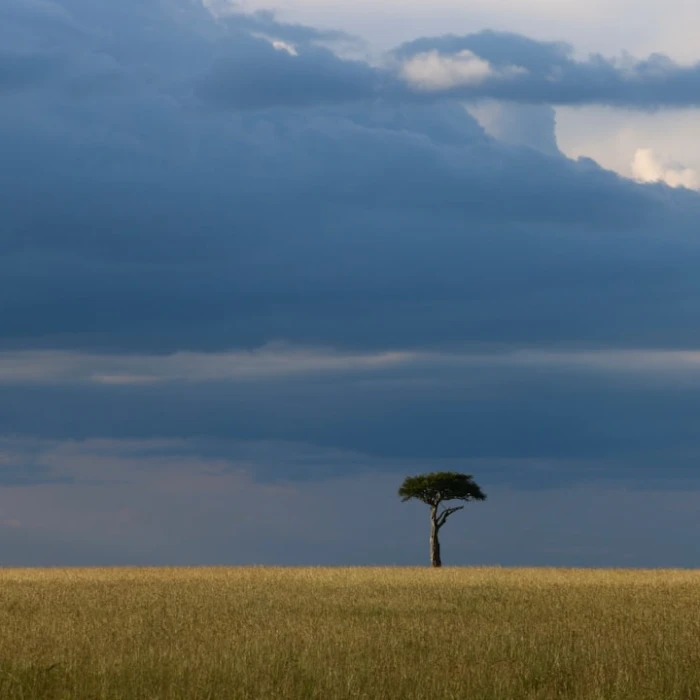 Discovering Kenya's Sweetest Secrets: A Guide to the Best Local Bakeries