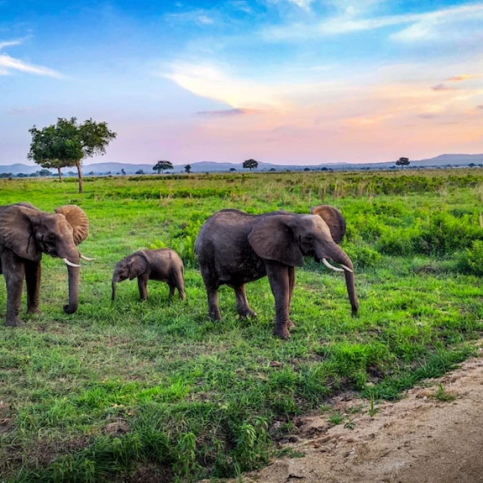 The Best Beaches in Tanzania (United Republic of) for Sun, Surf, and Sand