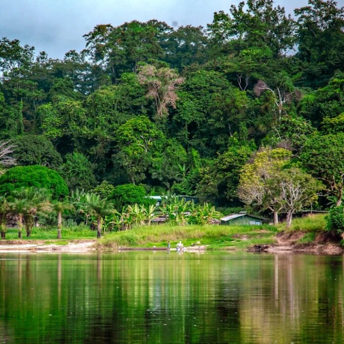 Gabon's Vibrant Local Fruit Markets: Your Guide to Tropical Delights