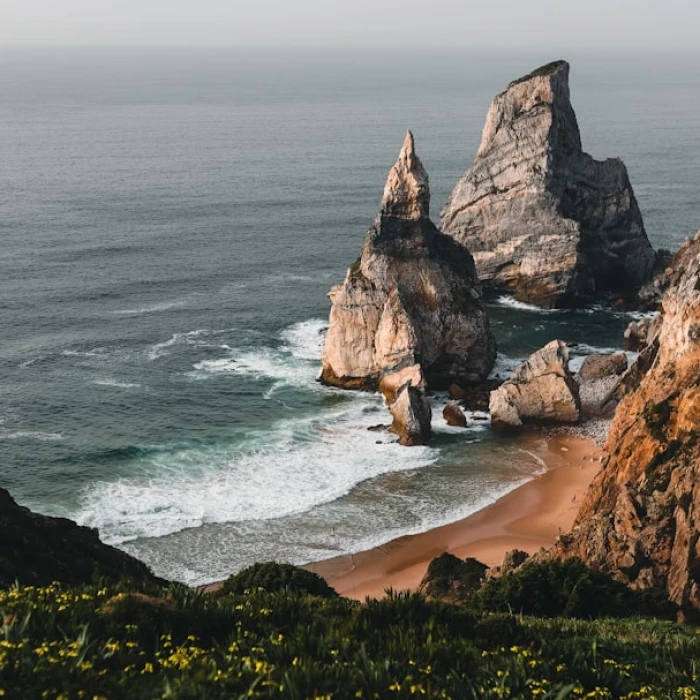 Discover Portugal's Marine Wonders: Your Ultimate Guide to Whale & Dolphin Watching