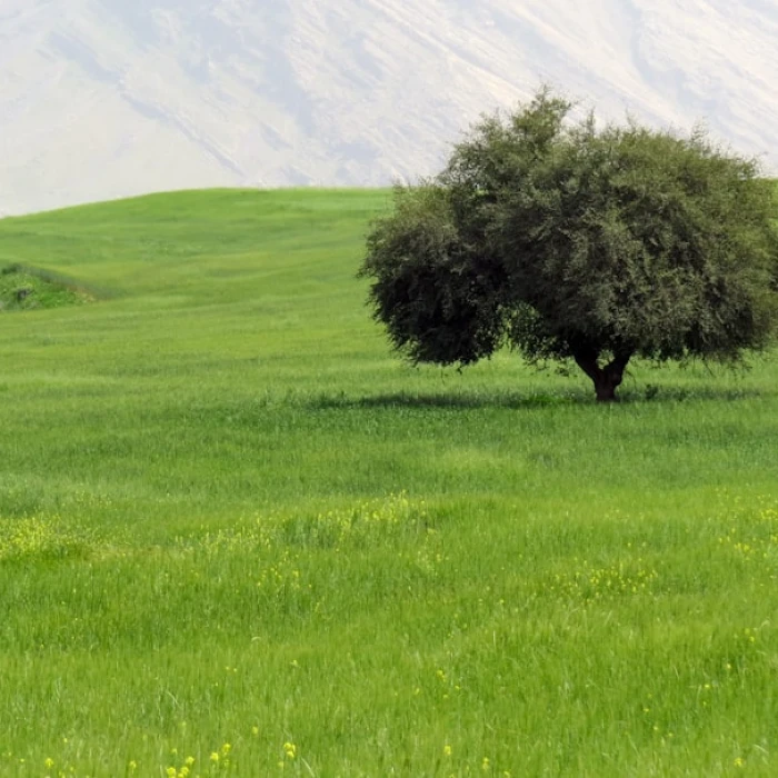 Soar Above Persia: Unveiling Iran's Top Paragliding and Skydiving Destinations