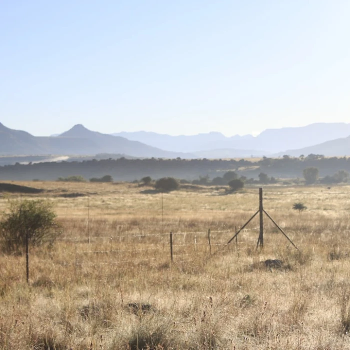 Discover the Blooming Beauty: Your Essential Guide to Lesotho's Vibrant Flower Markets