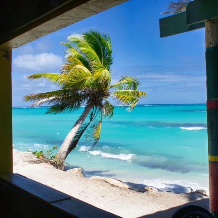 Ultimate Guide to the Best Bird Watching Spots in the Caribbean