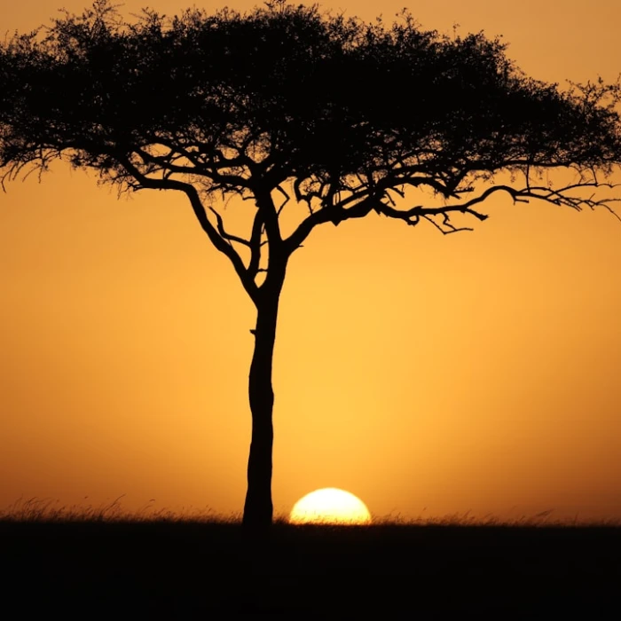 Discovering Kenya's Best Spa Treatments: Your Ultimate Local Guide