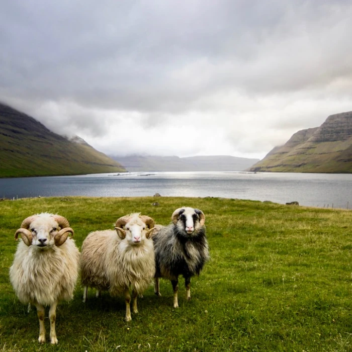 The Best Places for a Scenic Walk in Faroe Islands