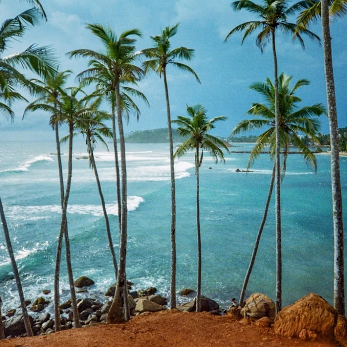 Unleash Your Ride: Discover Sri Lanka's Ultimate Mountain Biking Adventures