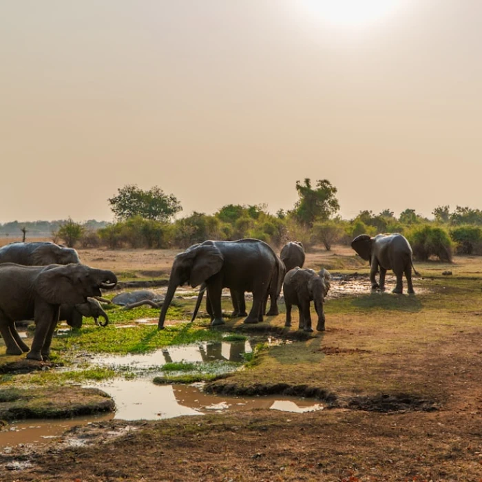 Discover Zambia's Serene Sanctuaries: Top Public Parks & Gardens for a Relaxing Afternoon