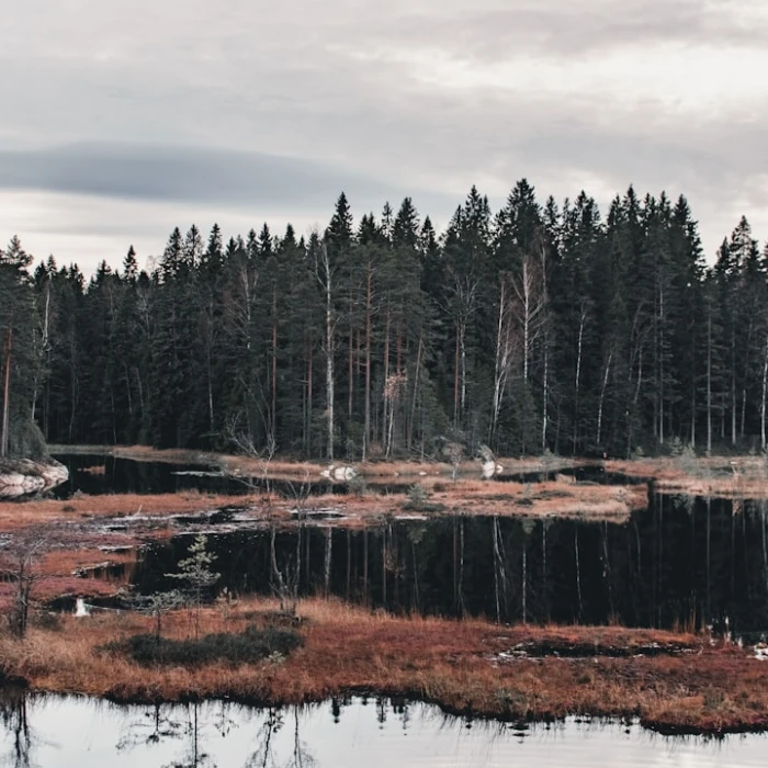 Navigating Finland Like a Pro: Your Essential Guide to Local Public Transport Apps