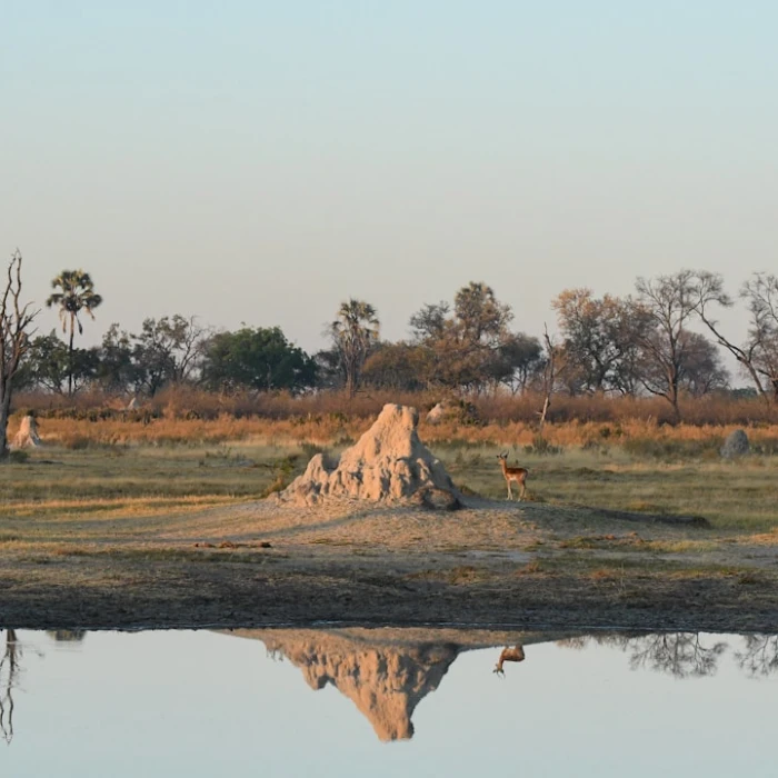 Savvy Spending: Your Ultimate Guide to Saving Money on Food & Drinks in Botswana