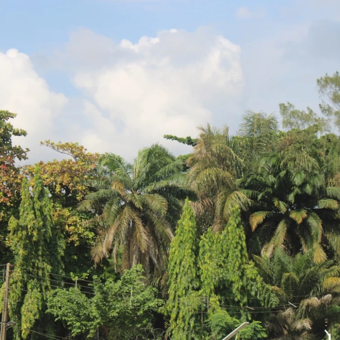 Discover Nigeria's Top Shopping Destinations: From Authentic Souvenirs to High Fashion Hubs