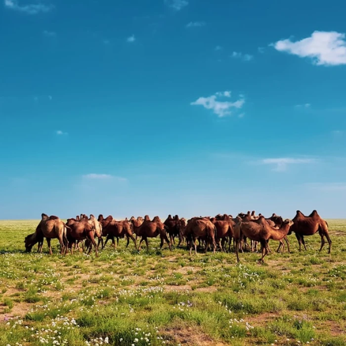 Discovering Mongolia's Ancient Rhythms: Traditional Music & Dance Explored