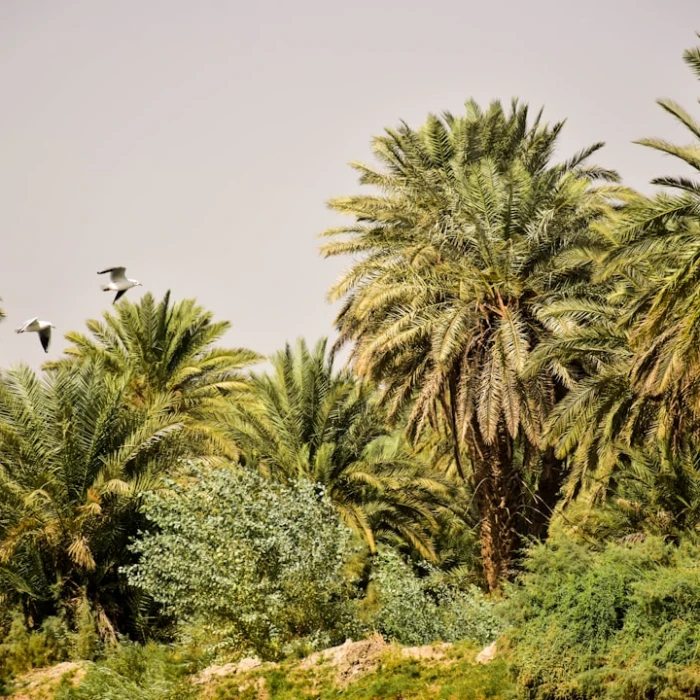 How to Use Public Phones in Iraq: Your Essential Communication Guide