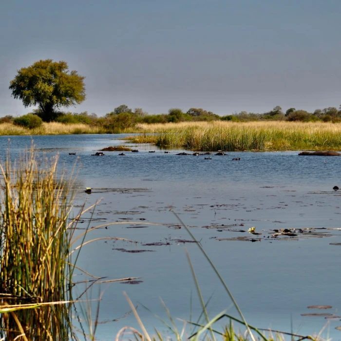 The Best Places for a Scenic Tram Ride in Botswana