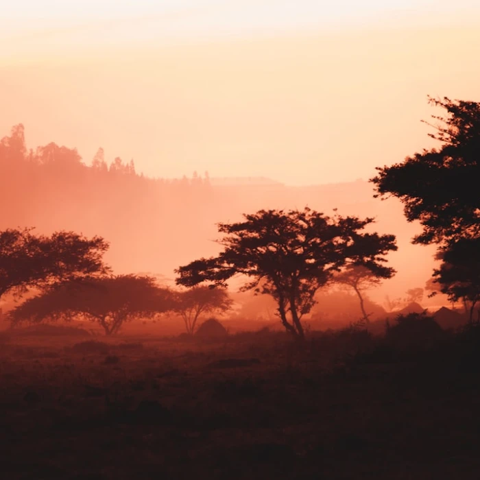 Discover Rwanda's Rich History: Top Open-Air Museums You Must Visit