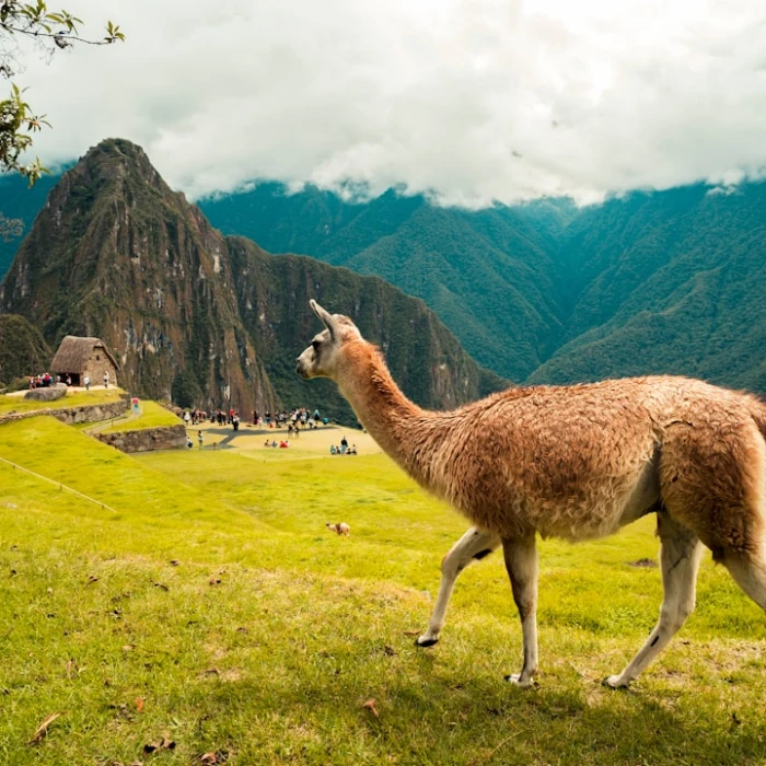Discover Peru's Sacred Heartbeat: An Ultimate Guide to Religious Landmarks & Temples
