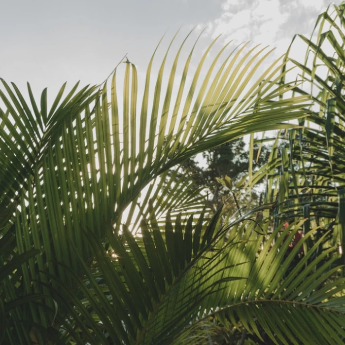 Navigating Vanuatu: Your Essential Guide to Local Transportation (Beyond the 'Metro')