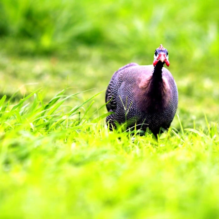 Essential Guide: Securing Travel Insurance for Your Guinea Adventure