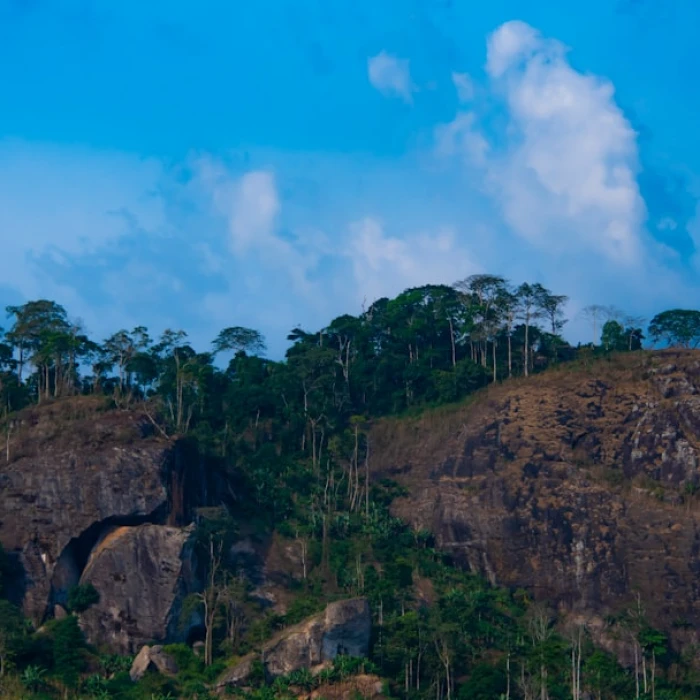 Unlocking Cameroon's Rich Coffee Culture: A Guide to the Local Scene