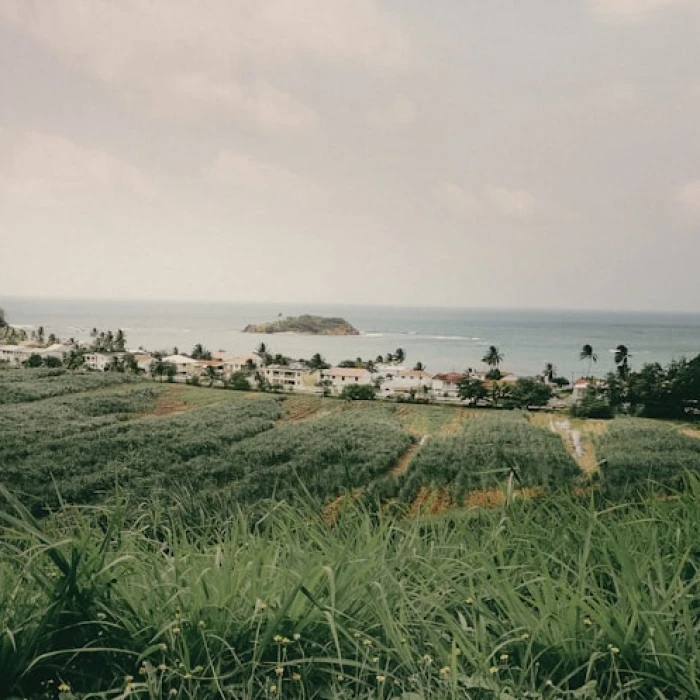 A Wine Lover’s Guide to the Best Vineyards in Martinique