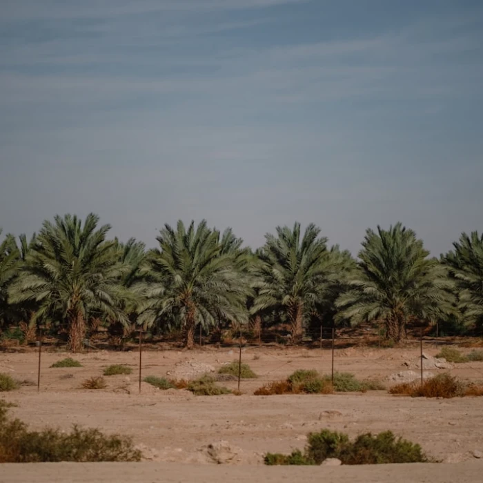 Unveiling Palestine's Cinematic Gems: Explore Iconic Film Locations