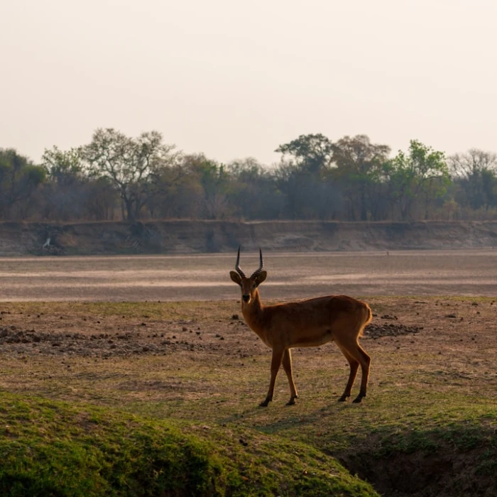 Discover Tranquility: The Ultimate Guide to Yoga Sessions in Zambia