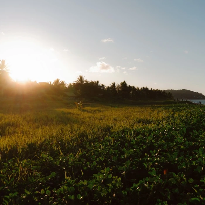 Navigating French Guiana's Restrooms: Your Essential Guide to Hygiene & Comfort