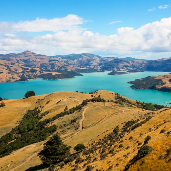 Coffee Culture in New Zealand: The Best Cafes for Caffeine Lovers