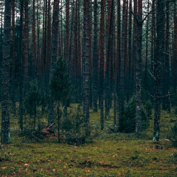 Discovering Lithuania's Most Relaxing Public Parks and Gardens