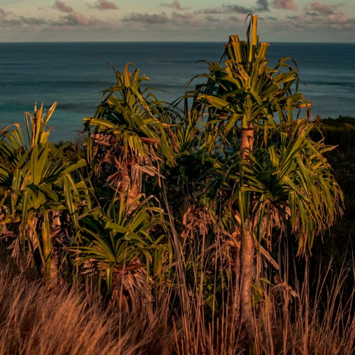 Savoring Fiji: Your Ultimate Guide to Finding the Best Vegan & Vegetarian Food