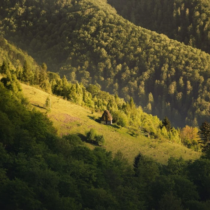Discover Romania's Authentic Flavors: A Guide to Local Drinks & Spirits