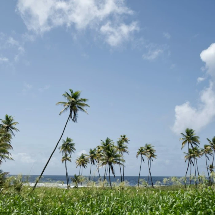 The Ultimate Trinidad and Tobago Road Trip: A Guide to Driving Abroad
