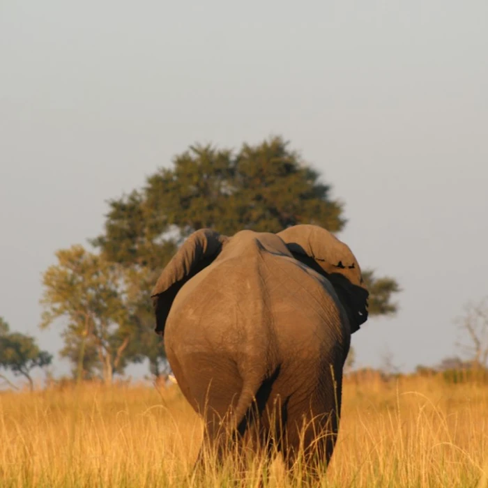 Discover Botswana's Vibrant Nightlife: Top Entertainment Spots After Dark