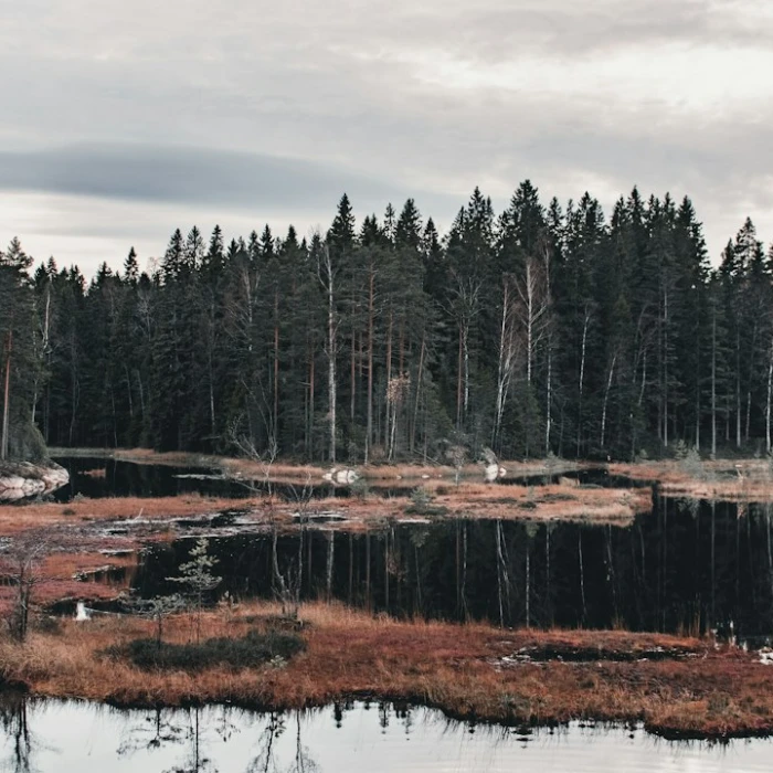 Finland's Hidden Gems: Top Scenic Bus Routes for Breathtaking Landscapes