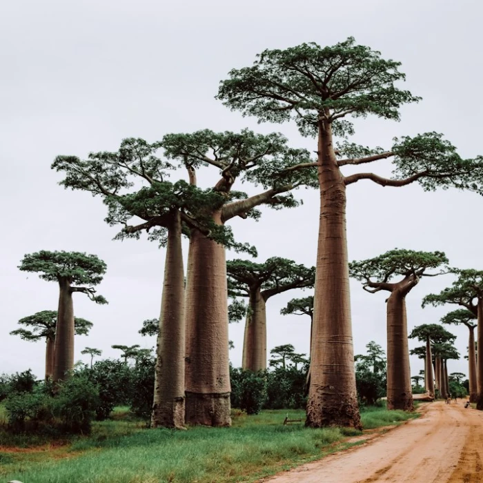 Discover Madagascar's Most Serene Parks & Gardens for Ultimate Relaxation