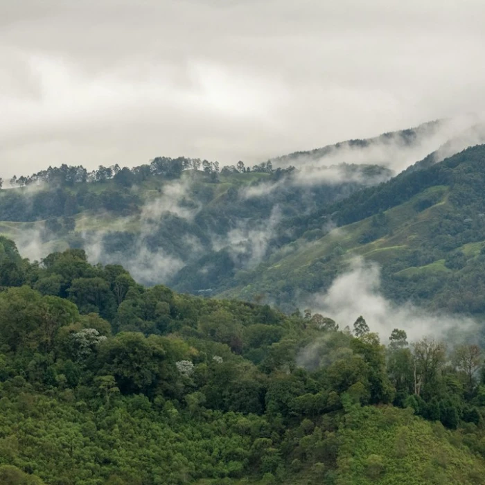 Discover Colombia's Lush Botanical Gardens: Your Ultimate Green Travel Guide