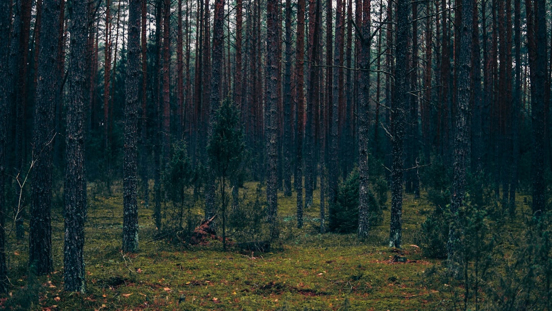 Discover Lithuania's Iconic Bridges: A Journey Through History and Architecture