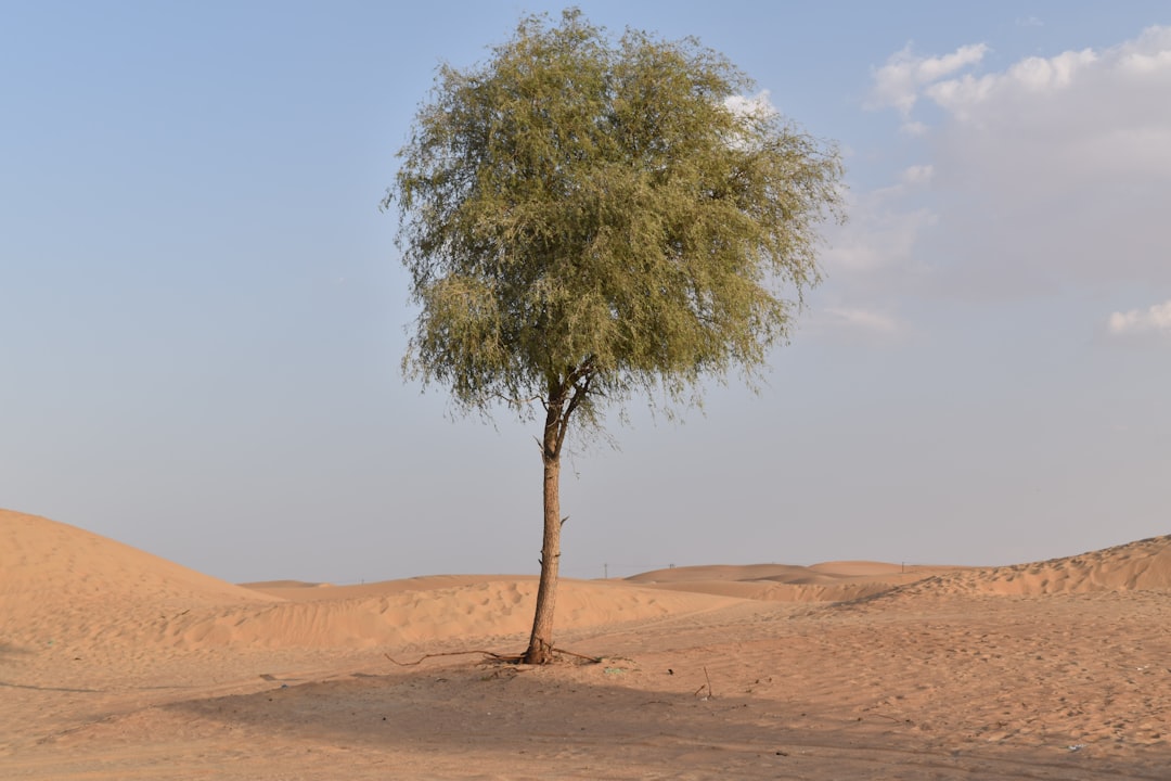 The Ultimate Guide: Top 10 Must-Buy Souvenirs from the Middle East