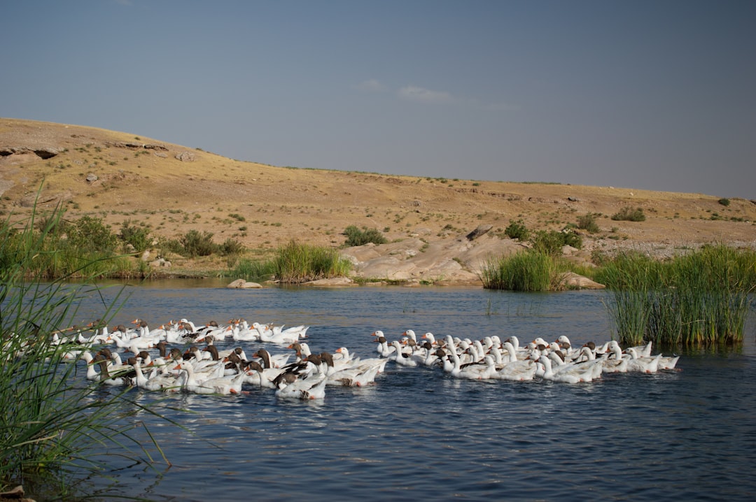 Mastering Convenience: Your Guide to Local Delivery Apps in Iraq