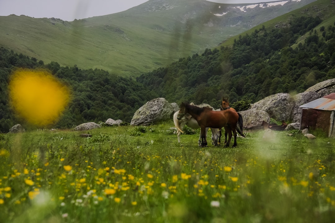 Discover the Best Local Night Markets in the Balkans: Your Ultimate Guide