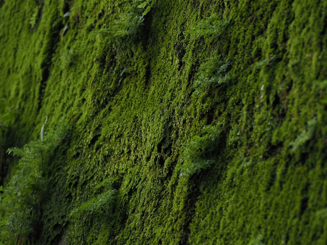 Uncork the World: Your Ultimate Guide to the Best Global Vineyards for Wine Lovers