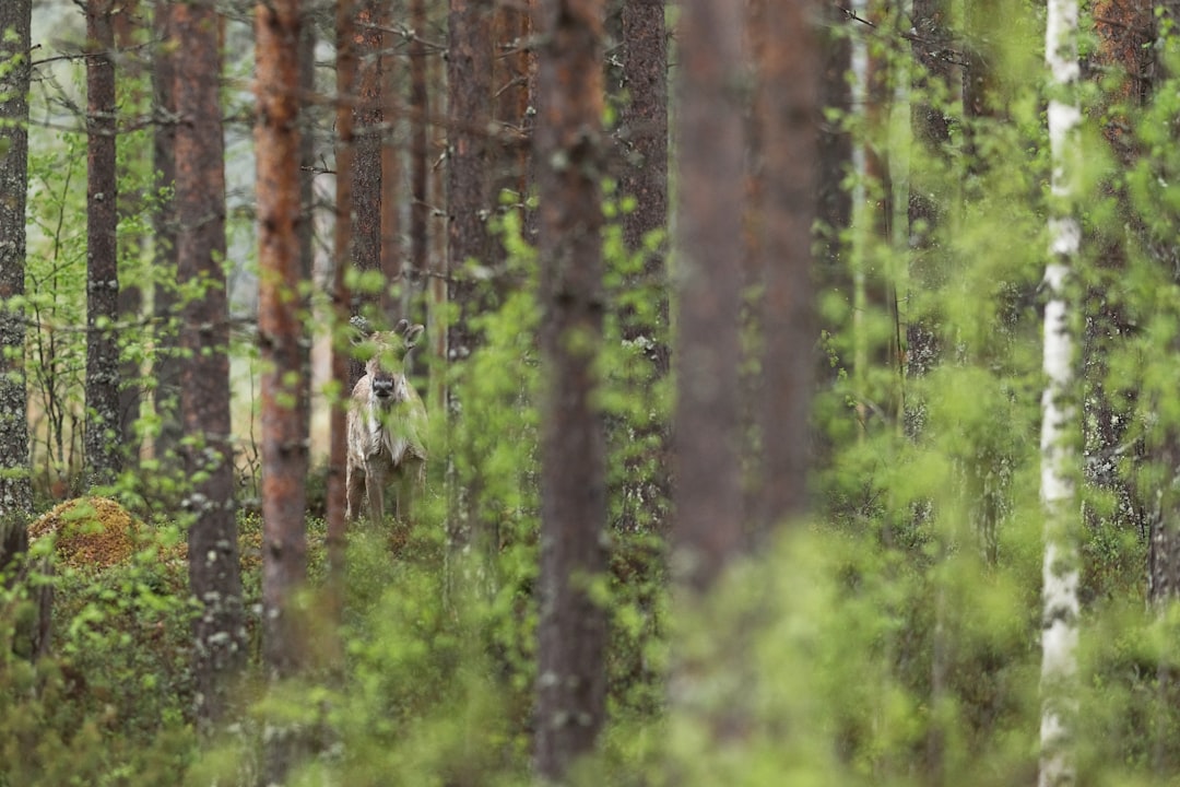 The Most Beautiful Waterfalls in Finland You Need to Visit