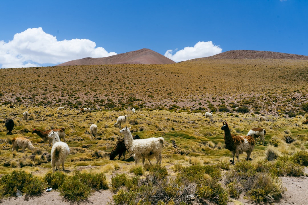 How to Find the Best Local Spa Treatments in Bolivia